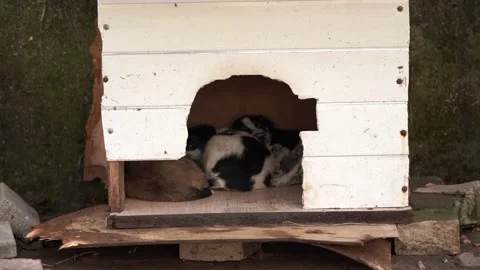 Puppies in the booth Stock Footage 161558075