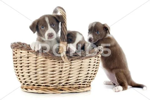 Puppies border collies Stock Photos