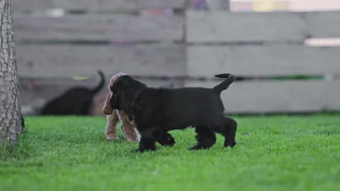 Puppies chasing and jumping together on lawn. Stock Footage 317759313
