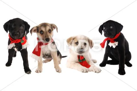 Puppies in christmas holiday scarves Stock Photos