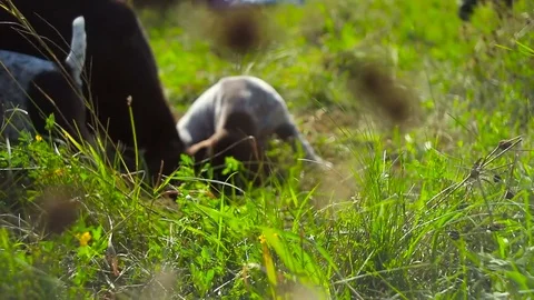 Puppies dig a hole. The Kurzhaar breed Stock Footage 76771053