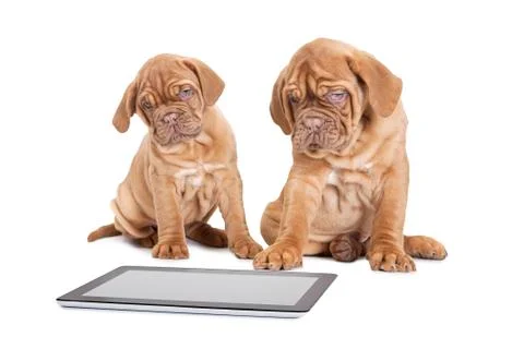 Puppies with digital tablet computer Stock-Fotos