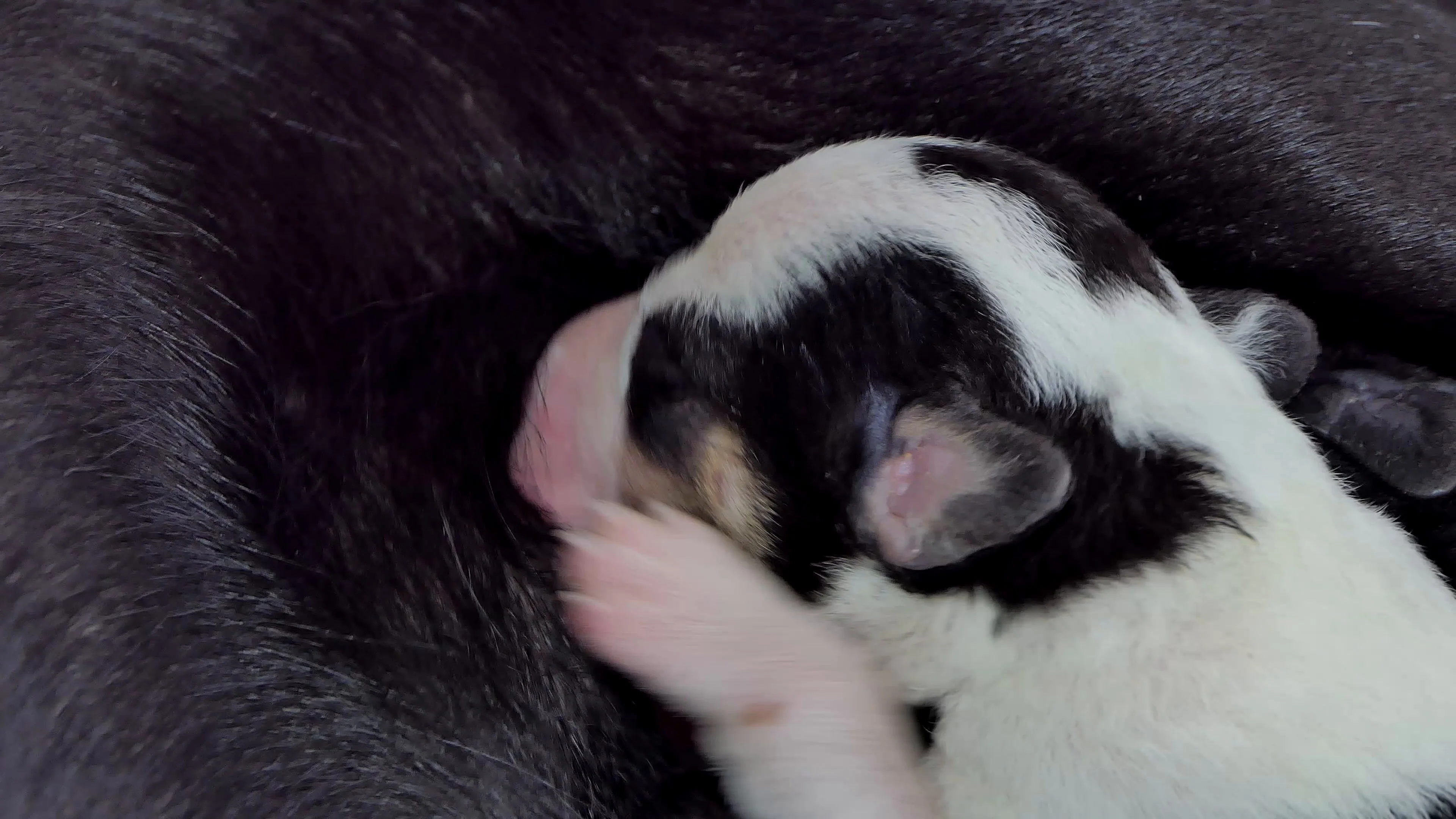 Baby dog drinking clearance milk