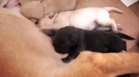 Puppies drinking milk. Stock Footage 53046902