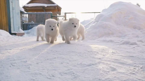 Puppies eat something in the snow Stock Footage 59794391