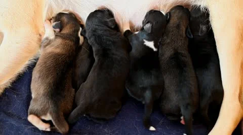 Puppies feeding Stock Footage 27615459