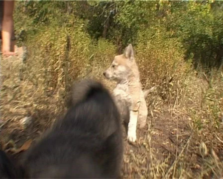 Puppies Stock Footage 460002