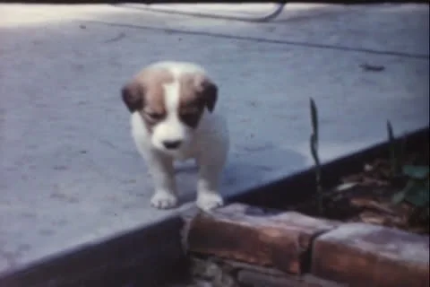 Puppies Stock Footage 24741531