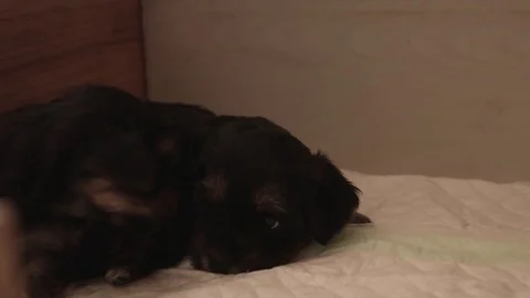 Puppies Stockbeeldmateriaal 75945885