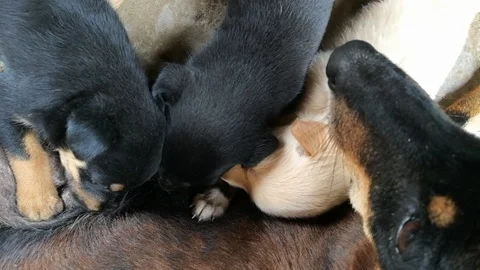 Puppies Stock Footage 85656022