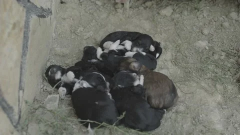 Puppies Stock Footage 166810915