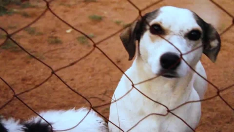 Puppies 動画素材 196207009