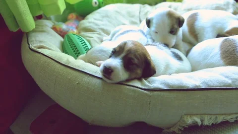 Puppies of the Fox Terrier 스톡 동영상 85643401