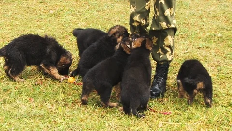 Puppies of the German Shepherd Stock Footage 88089128