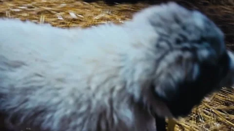 Puppies getting pet Stock Footage 205313454