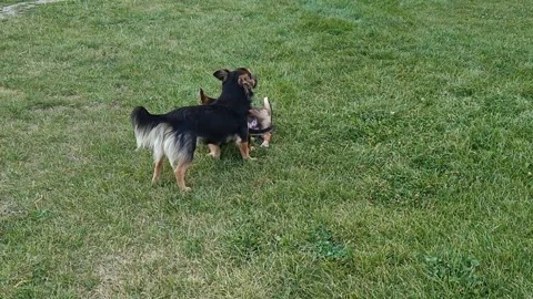 Puppies on the grass Stock Footage 343885280