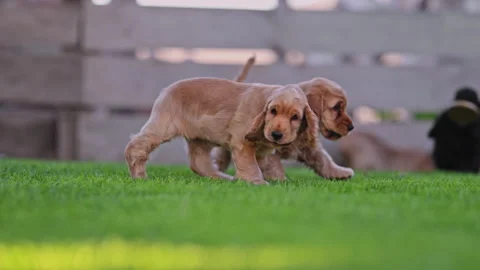 Puppies having fun on grass in summer sun, adorable and cheerful, 4K slow motion Stock Footage 334454107