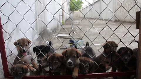 Puppies in the kennel Stock Footage 69186923