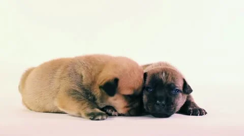 Puppies Napping Stock Footage 10983662