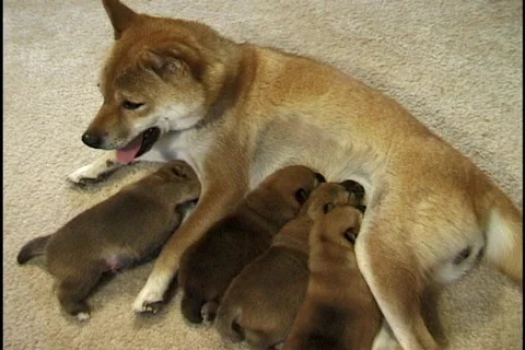 Puppies Nursing 2 Stock Footage