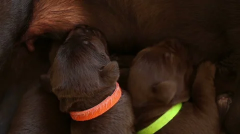 Puppies nursing Stock Footage 46248054