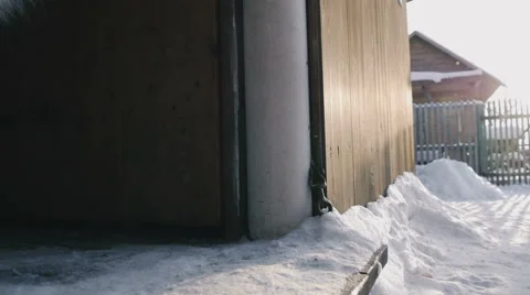 Puppies out of the house Stock Footage 59794113