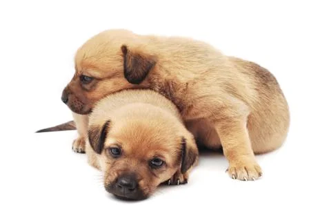Puppies Stock Photos