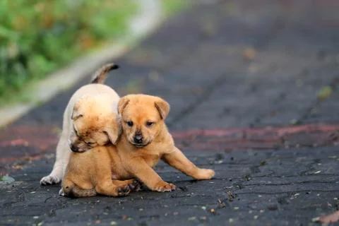 Puppies Stock Photos