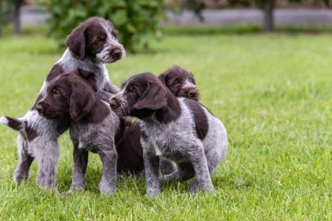 Puppies Stock Photos