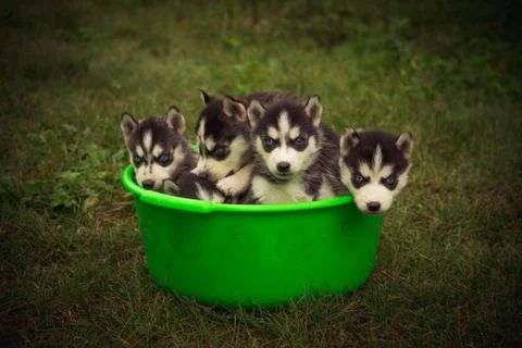 Puppies Stock Photos