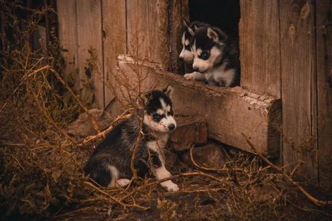Puppies. Stock Photos
