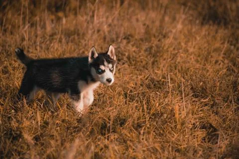 Puppies Stock Photos