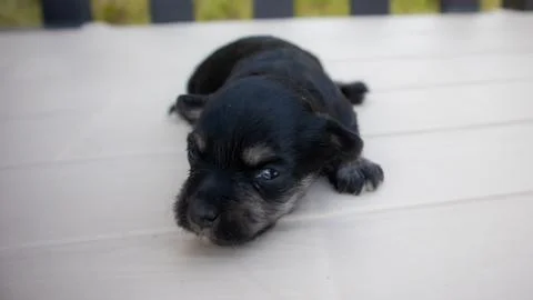 Puppies Stock Photos