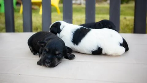 Puppies Stock Photos