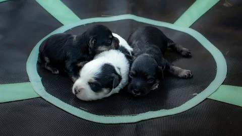 Puppies Stock Photos