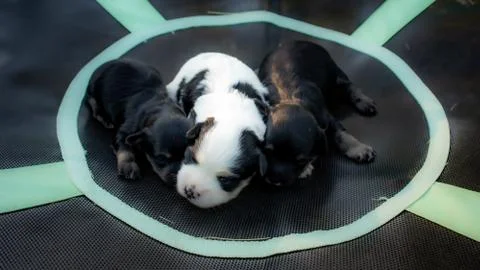 Puppies Stock Photos