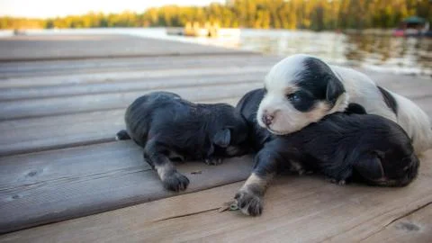 Puppies Stock Photos