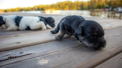 Puppies Stock Photos