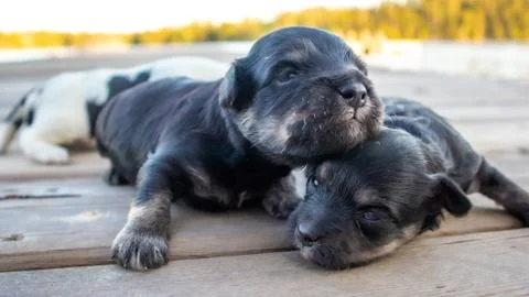 Puppies Stock Photos