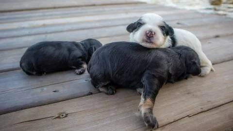 Puppies Stock Photos