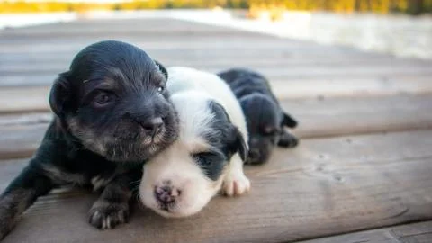 Puppies Stock Photos
