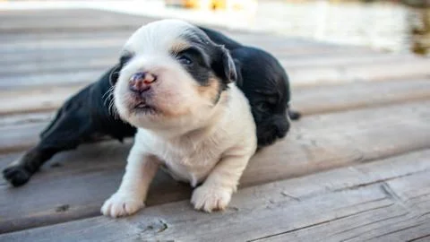 Puppies Stock Photos