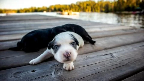 Puppies Stock Photos