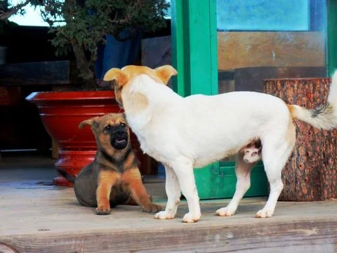 Puppies 스톡 사진