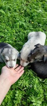 Puppies Stock Photos