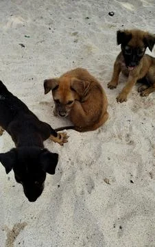 Puppies Stock Photos