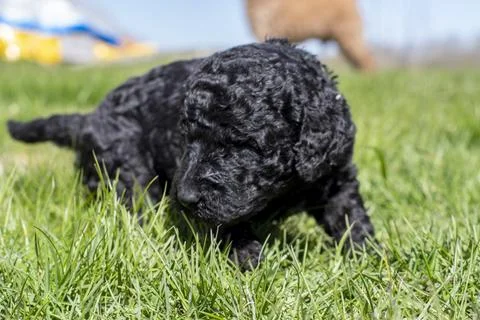 Puppies  Stock Photos