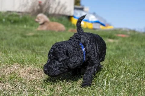 Puppies  写真素材