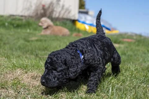 Puppies Stock Photos