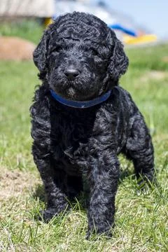 Puppies  Stock Photos
